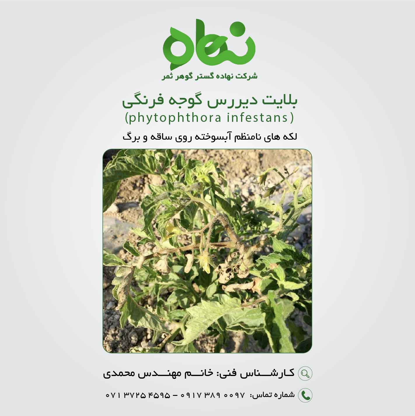 بلایت دیررس گوجه فرنگی